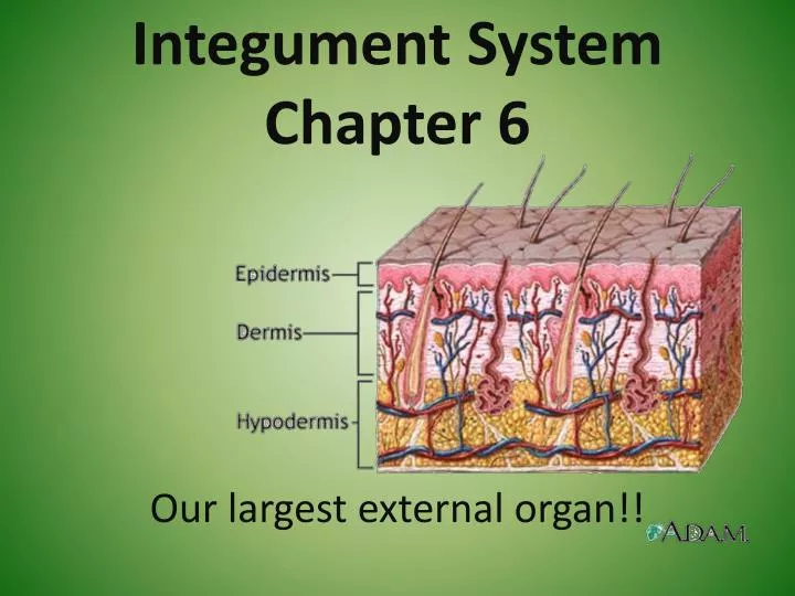 Ppt Integument System Chapter 6 Powerpoint Presentation Free