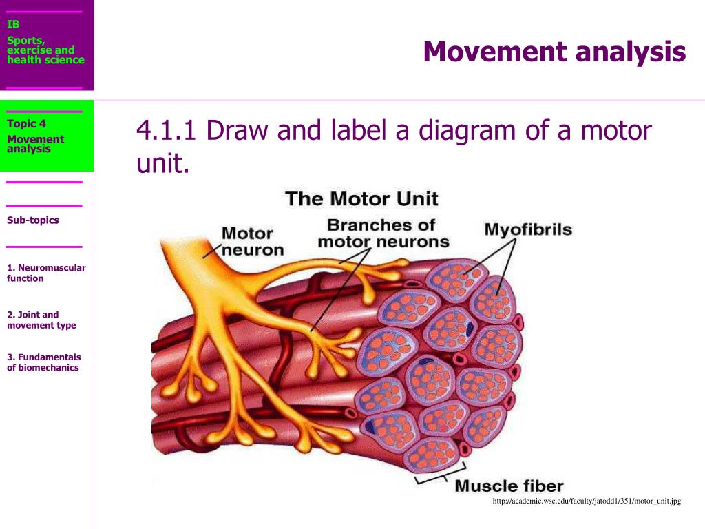 PPT IB Sports, exercise and health science PowerPoint Presentation PPT IB Sports, exercise and health science PowerPoint Presentation