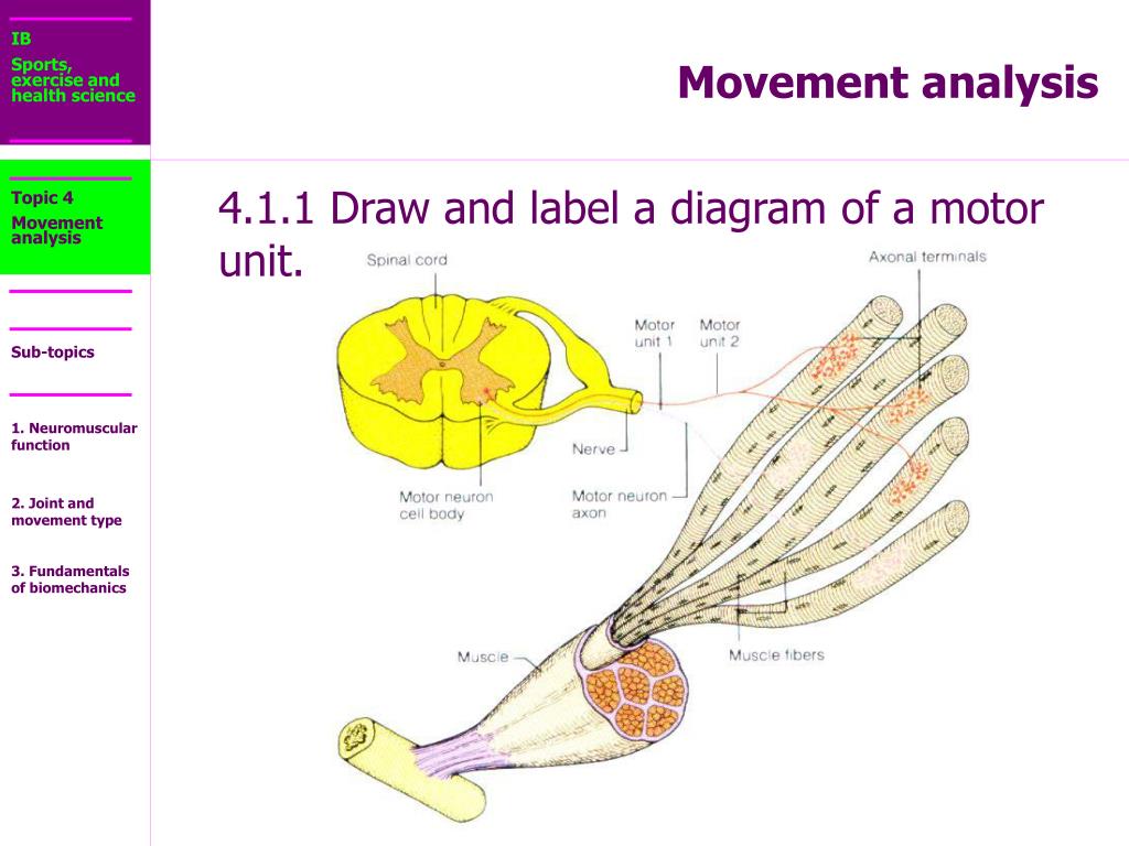 PPT IB Sports, exercise and health science PowerPoint Presentation PPT IB Sports, exercise and health science PowerPoint Presentation