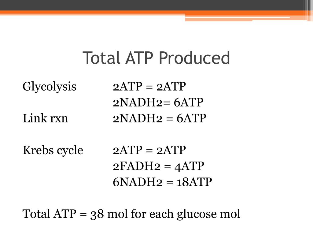 PPT KREBS CYCLE PowerPoint Presentation, free download ID2064185