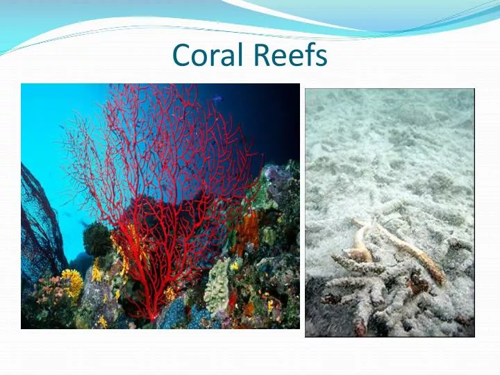coral reefs n.