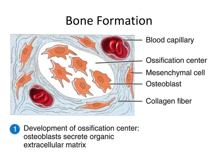 PPT Bone Structure PowerPoint Presentation ID 2064486