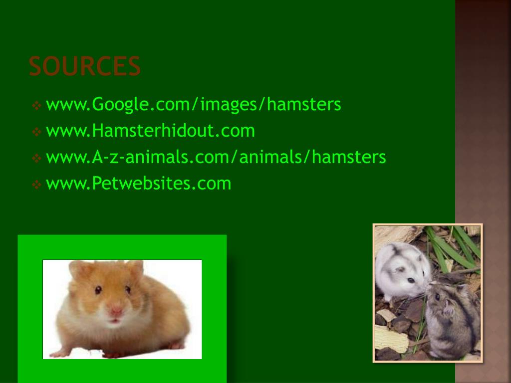 PPT - All About Hamsters PowerPoint Presentation, free download - ID:108105