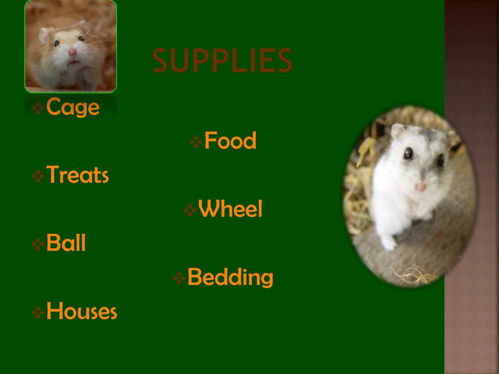 Hamsters as Pets Small Animal Management 130.4(c)4C. - ppt download