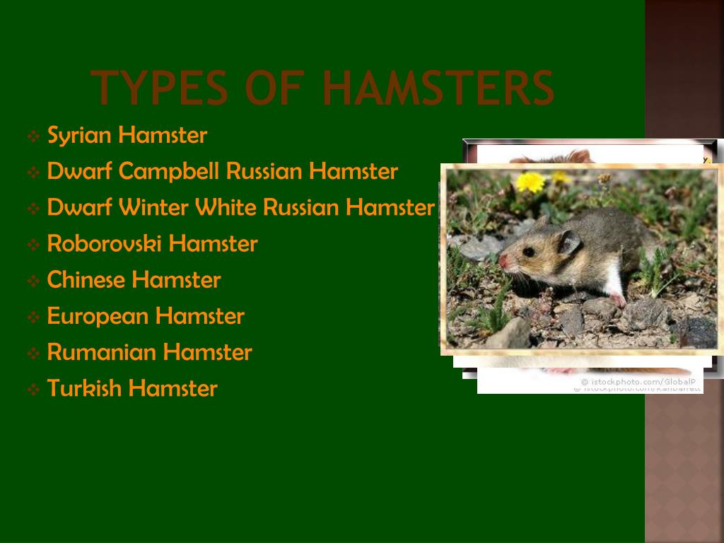 PPT - All About Hamsters PowerPoint Presentation, free download - ID:108105