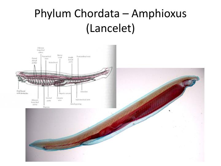 PPT - Lab #14 PowerPoint Presentation - ID:2064657