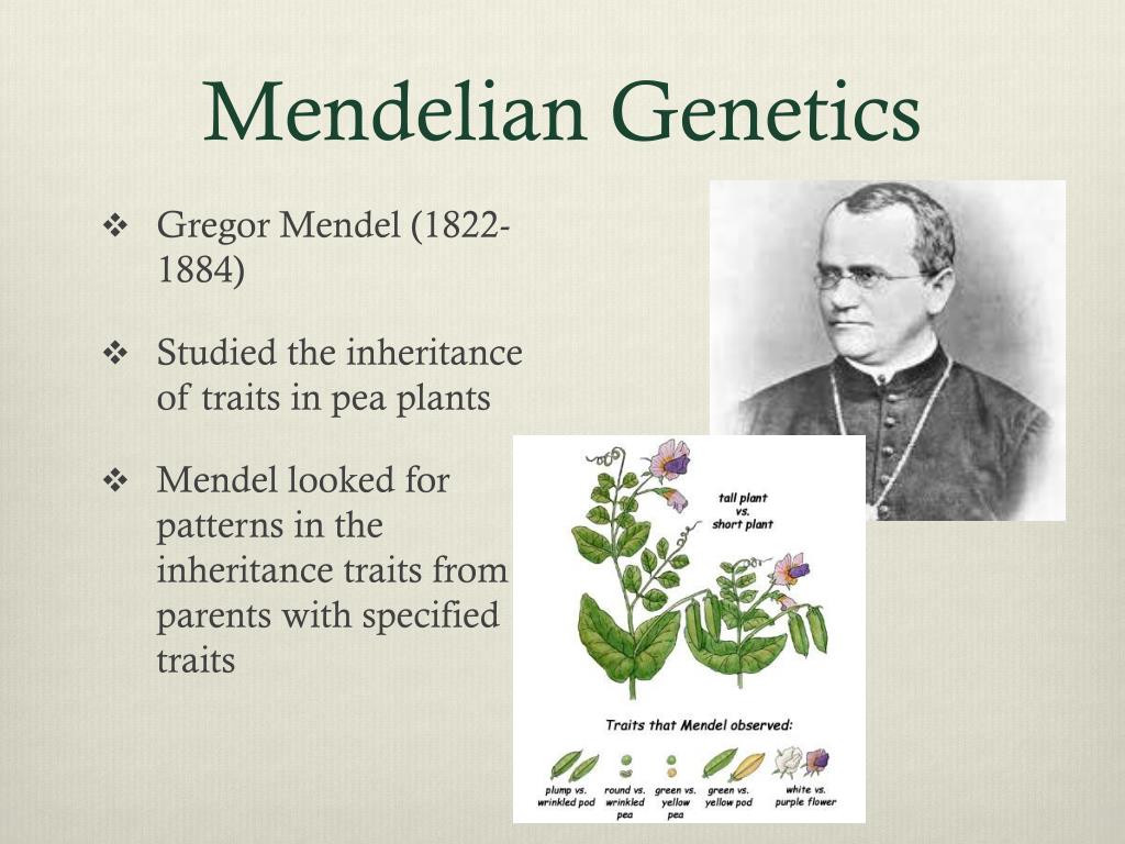 a plant geneticist is investing the inheritance of genesee