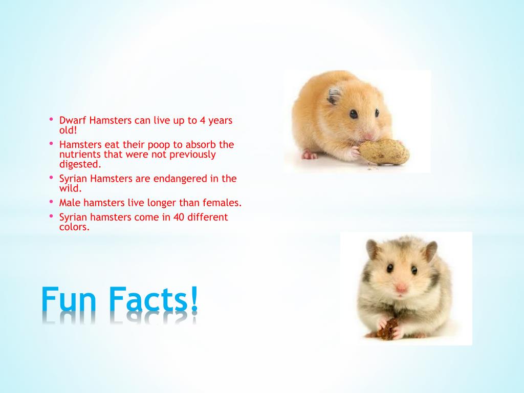 how old would your hamster be in human years? #hamster #facts #age #fu