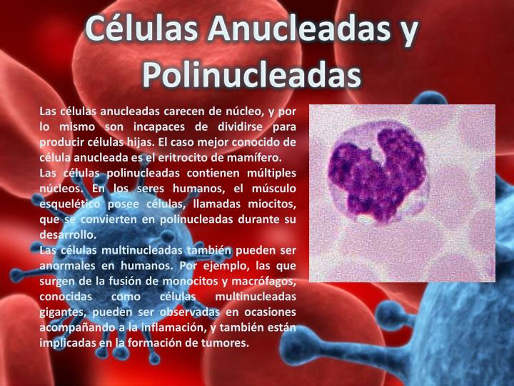 O Que São Hemácias Nucleadas? | Hemácias: definição, fisiologia e mais ...