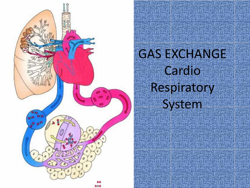PPT - GAS EXCHANGE Cardio Respiratory System PowerPoint Presentation