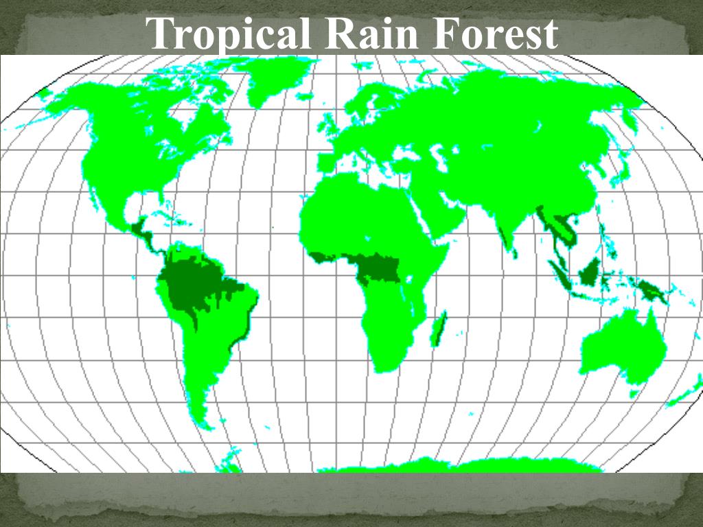 Смешанные леса местоположение. Тайга на карте. Хвойные леса на карте. Карта хвойных лесов в мире. Бореальные хвойные леса на карте.