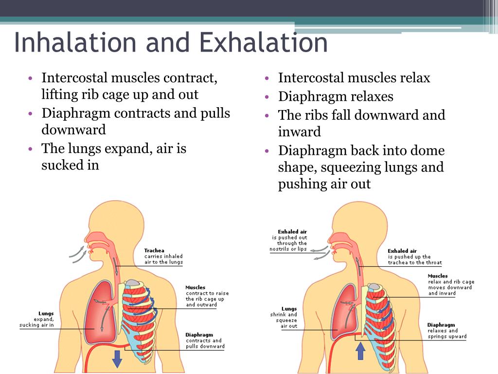 powerpoint presentation on breathing and exchange of gases