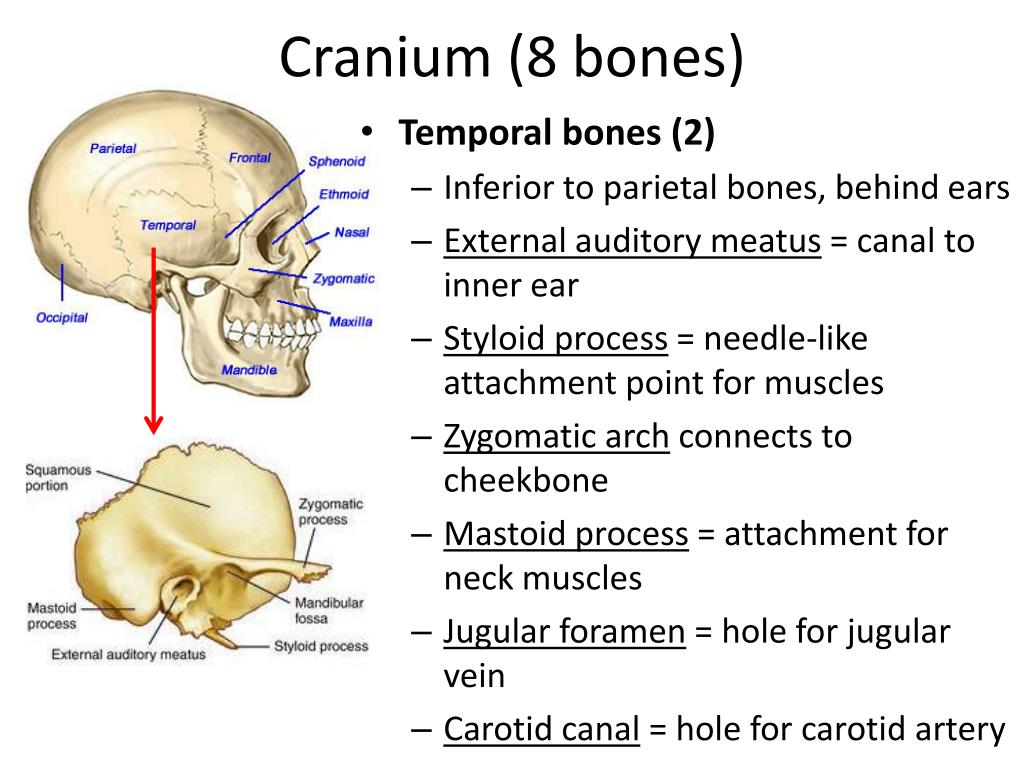 Ppt The Skull And Axial Skeleton Powerpoint Presentation Free Download Id2065371 