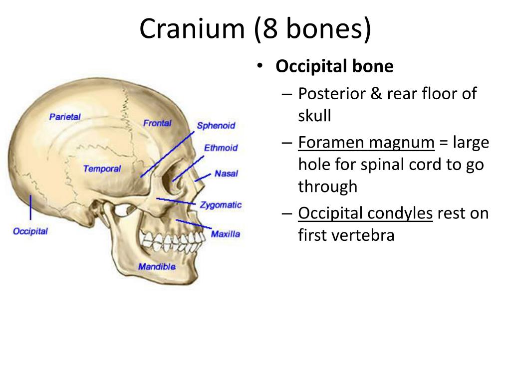 Ppt The Skull And Axial Skeleton Powerpoint Presentation Free Download Id2065371 