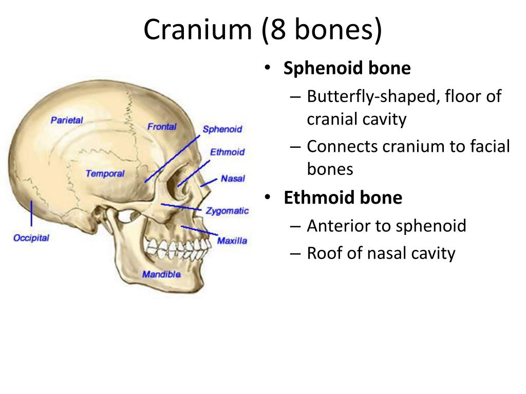 ppt-the-skull-axial-skeleton-powerpoint-presentation-free-download