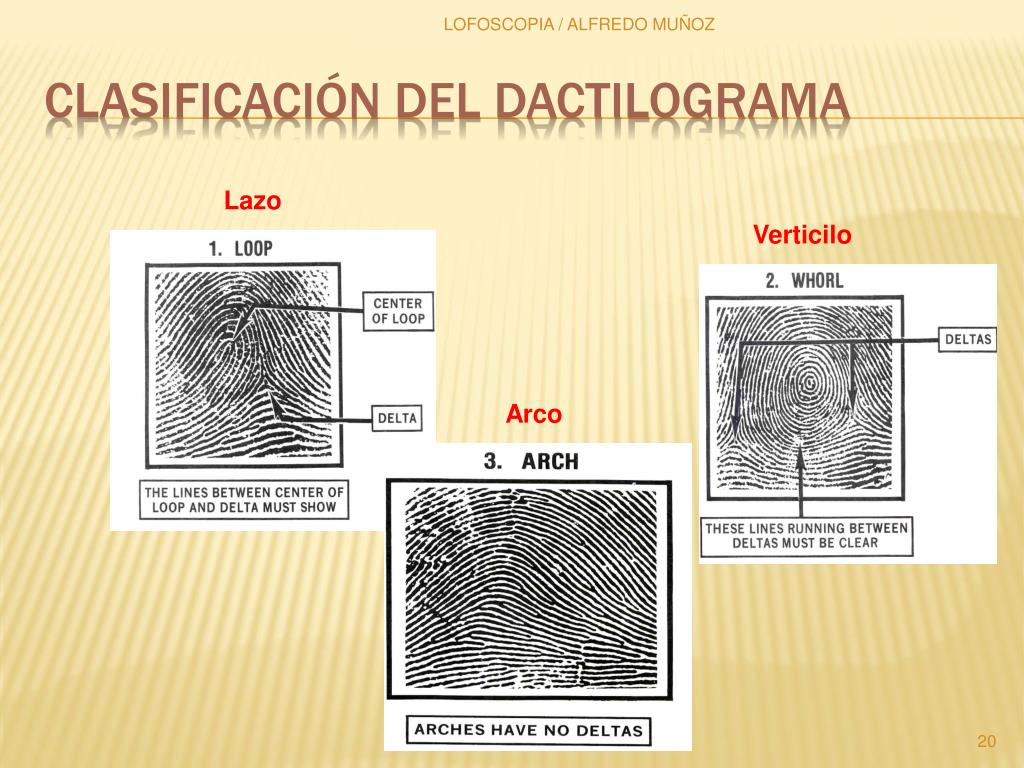 PPT - LOFOSCOPIA Generalidades PowerPoint Presentation, free download -  ID:2065461