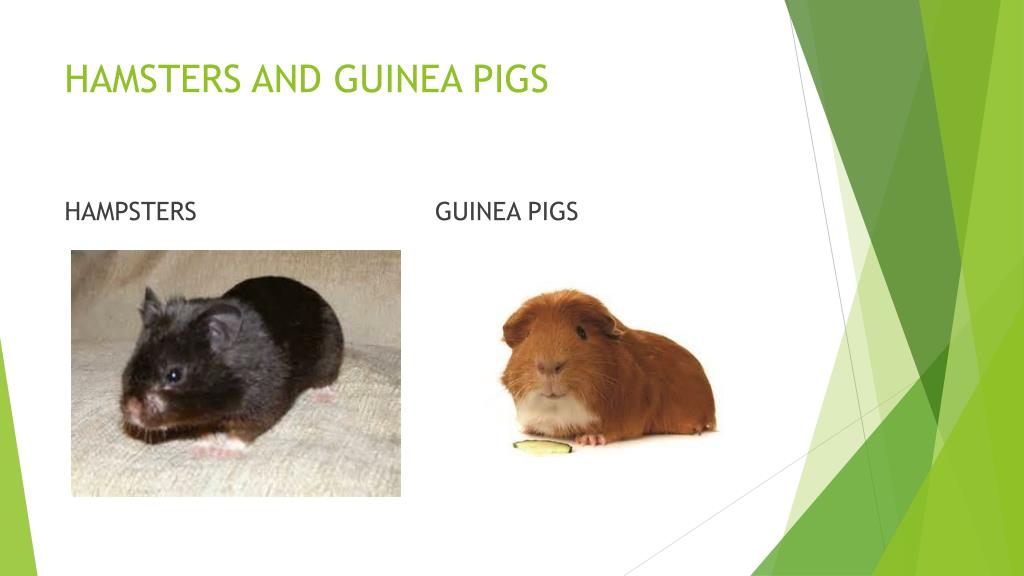 What is the difference between a hamster and a guinea pig