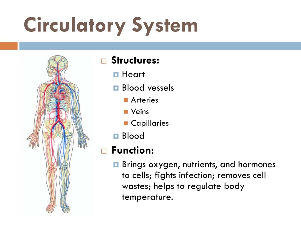PPT - Unit 10 Human Body Systems PowerPoint Presentation, free download