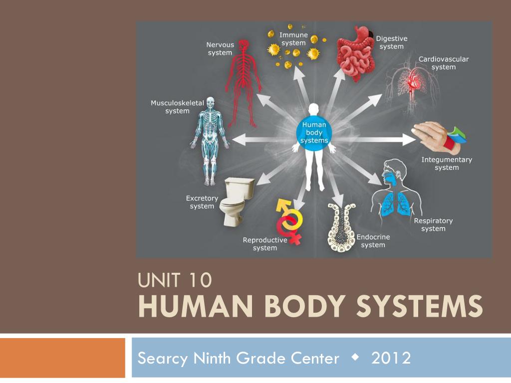 PPT - Unit 10 Human Body Systems PowerPoint Presentation, free download