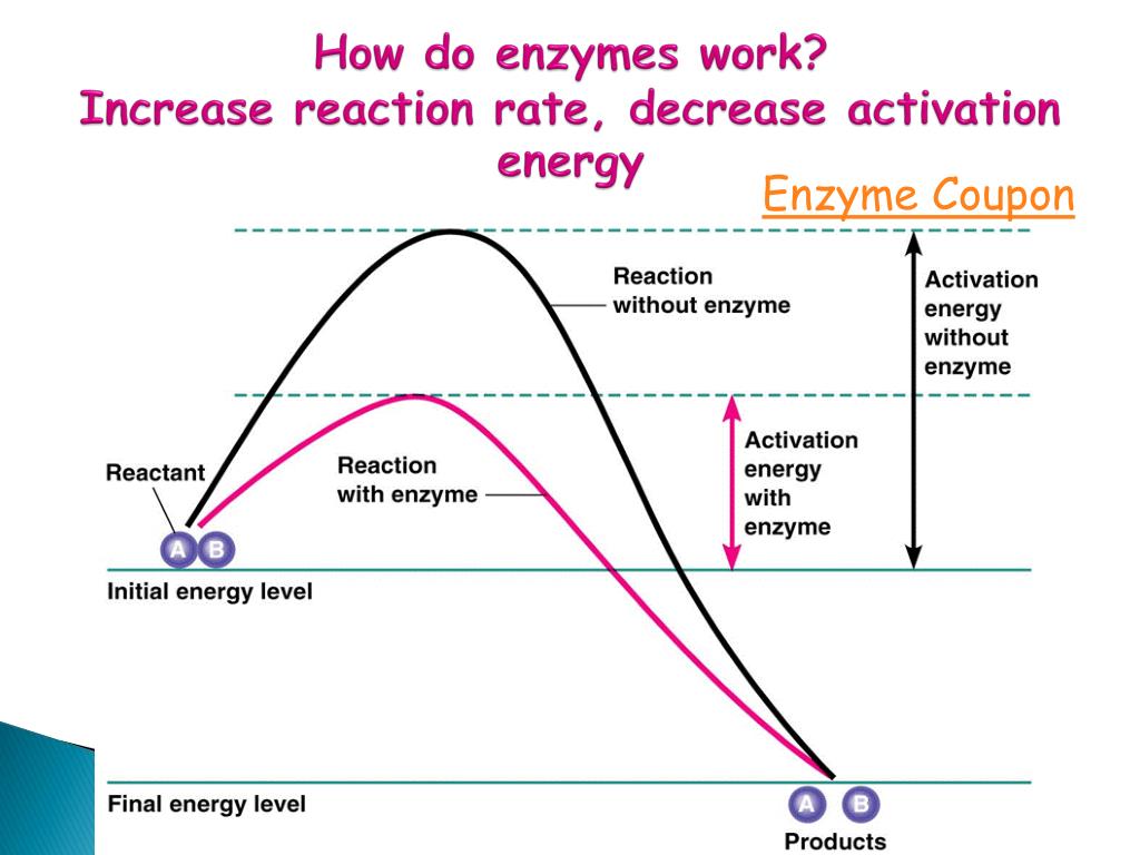 How to how energy. Enzyme Reaction. How Enzyme work. Enzyme Activators. How an Enzyme works.
