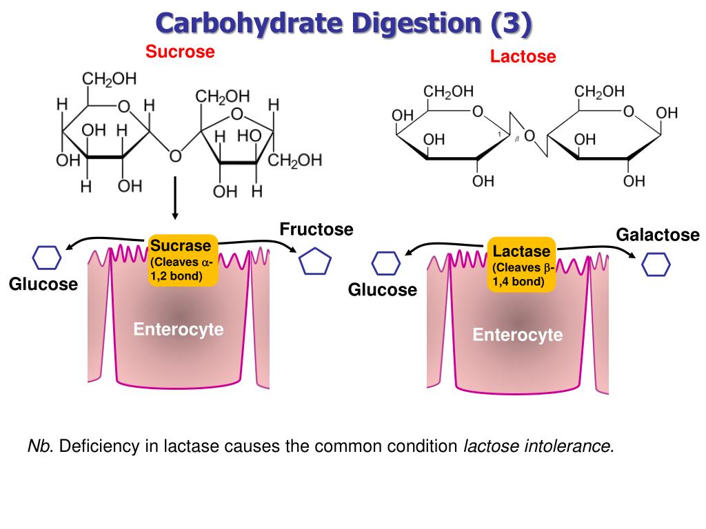 В масле есть лактоза. Digestion of carbohydrates. Галактоза кресло. Геншин sucrose. Фото sucrose.