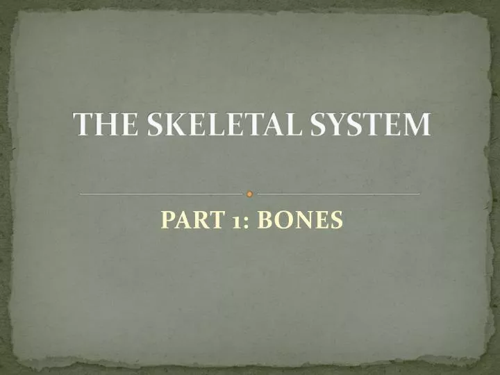 the skeletal system n.