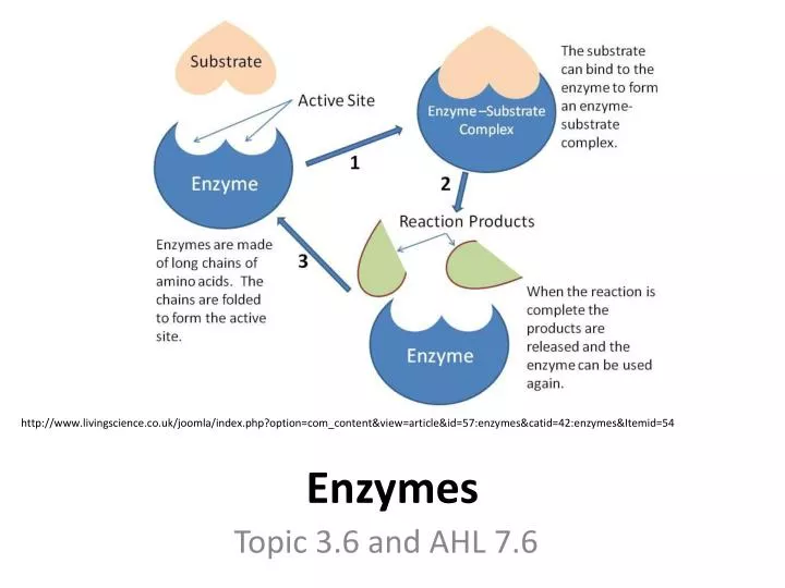 presentation on the topic enzymes