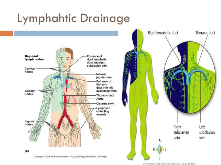 Ppt Lymphatic System Powerpoint Presentation Id2067086