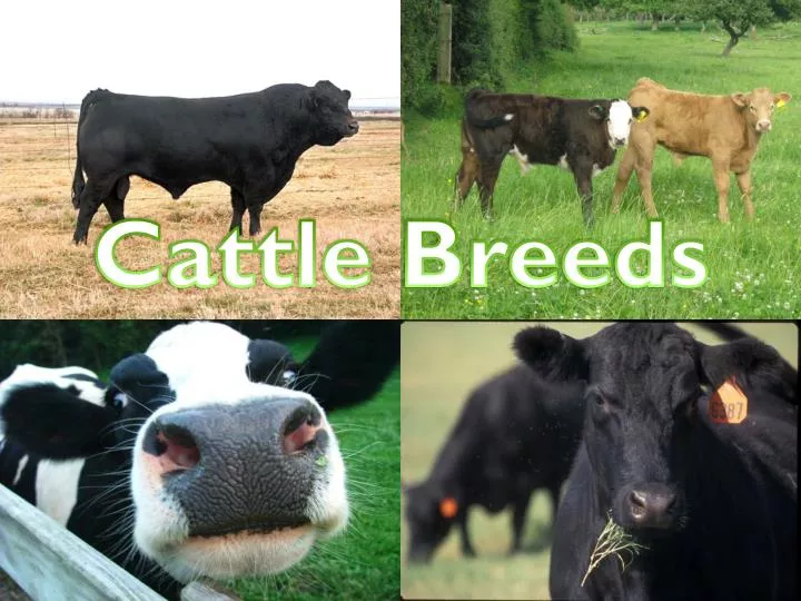 PPT Cattle Breeds PowerPoint Presentation, free download ID2067151