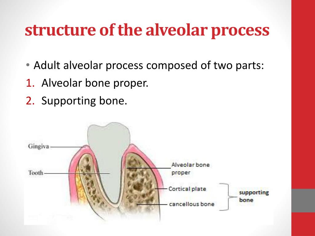 Alveolar Bone Proper Components Biology Diagrams