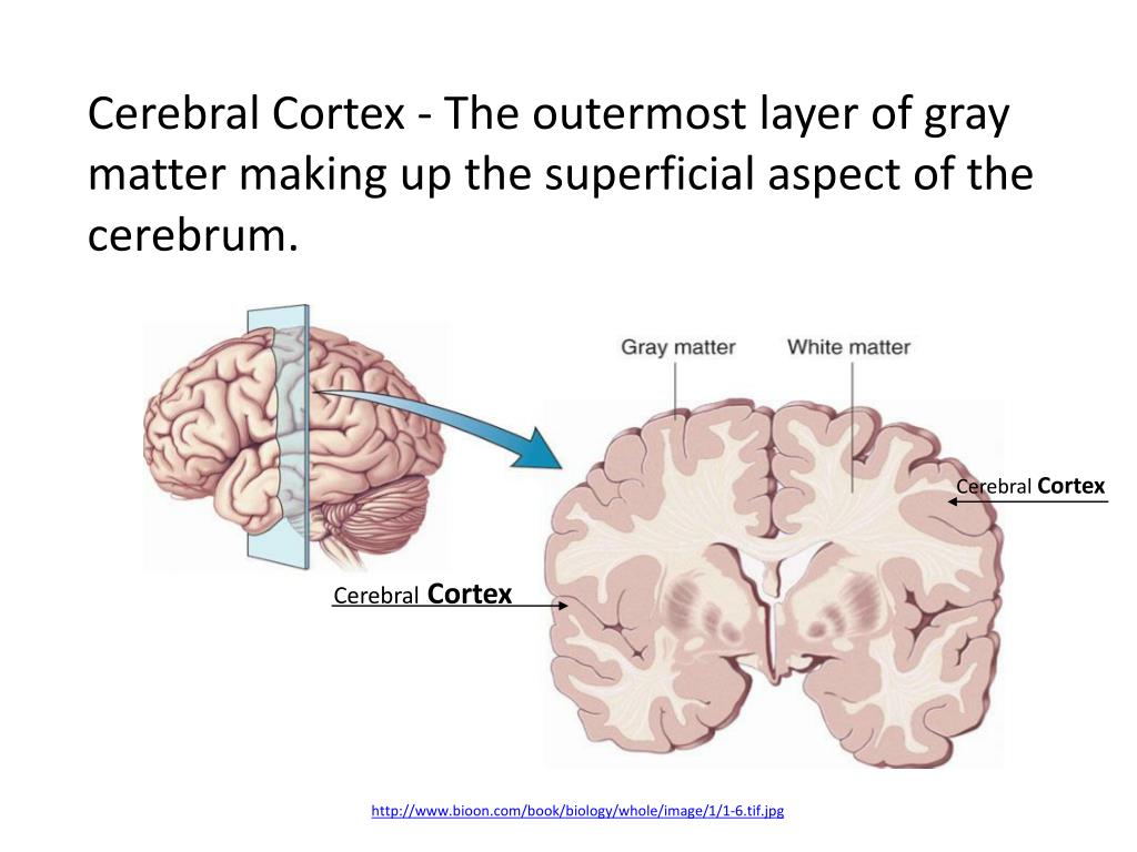 PPT - The Cerebrum PowerPoint Presentation, free download - ID:2067282