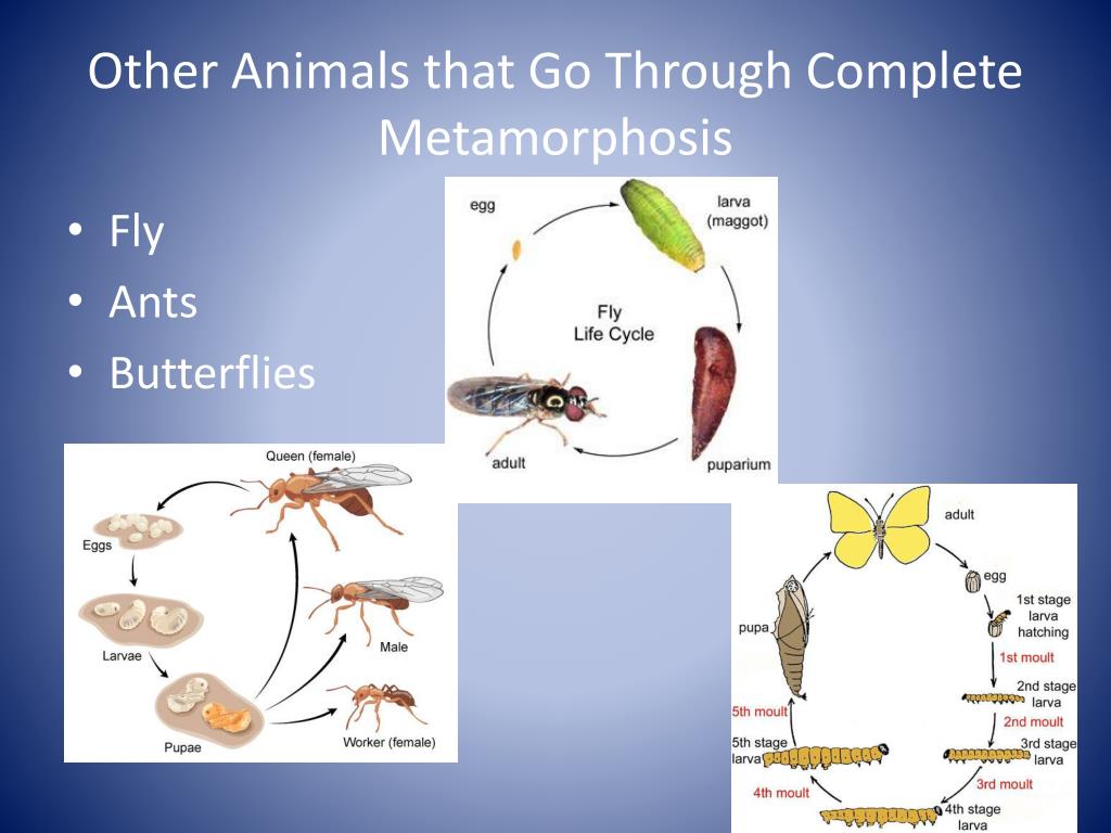 PPT - Metamorphosis and Life Cycles PowerPoint Presentation, free download  - ID:2067507