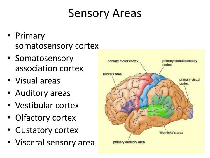 PPT The Central Nervous System I PowerPoint Presentation ID2067800