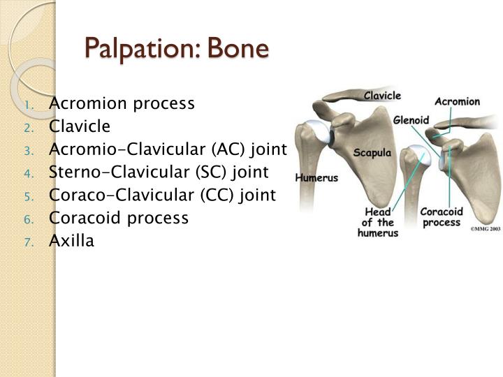 PPT - Evaluation of the Shoulder PowerPoint Presentation - ID:2068048