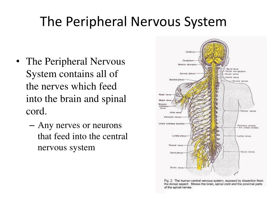 peripheral nervous system presentation