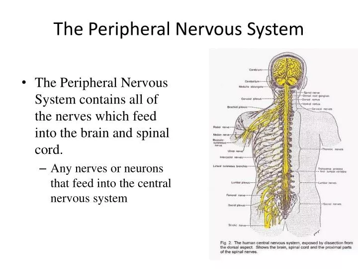 PPT - The Peripheral Nervous System PowerPoint Presentation - ID:2069278