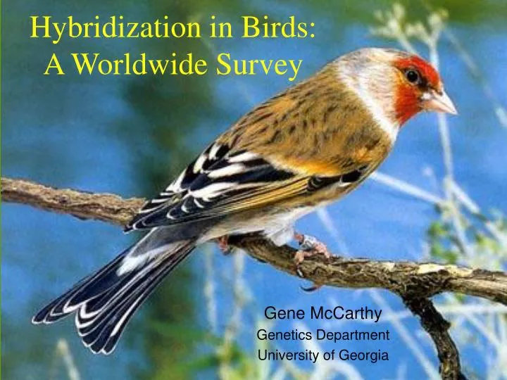 PPT Hybridization in Birds A Worldwide Survey PowerPoint