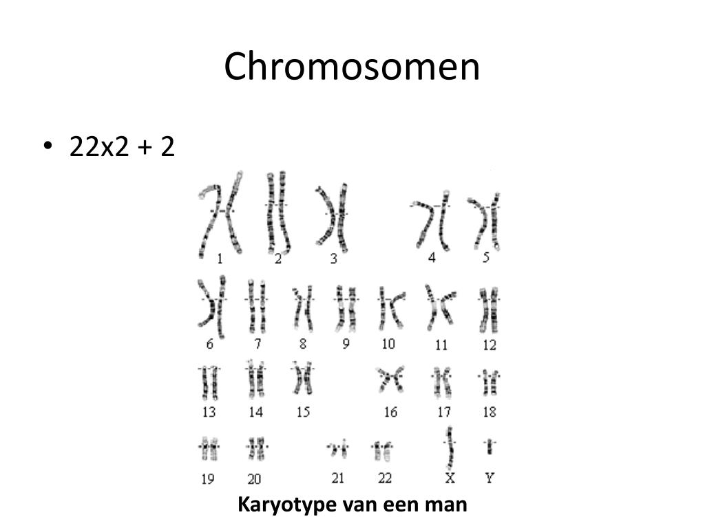 PPT - Ontwikkelingsbiologie van de mens PowerPoint Presentation, free
