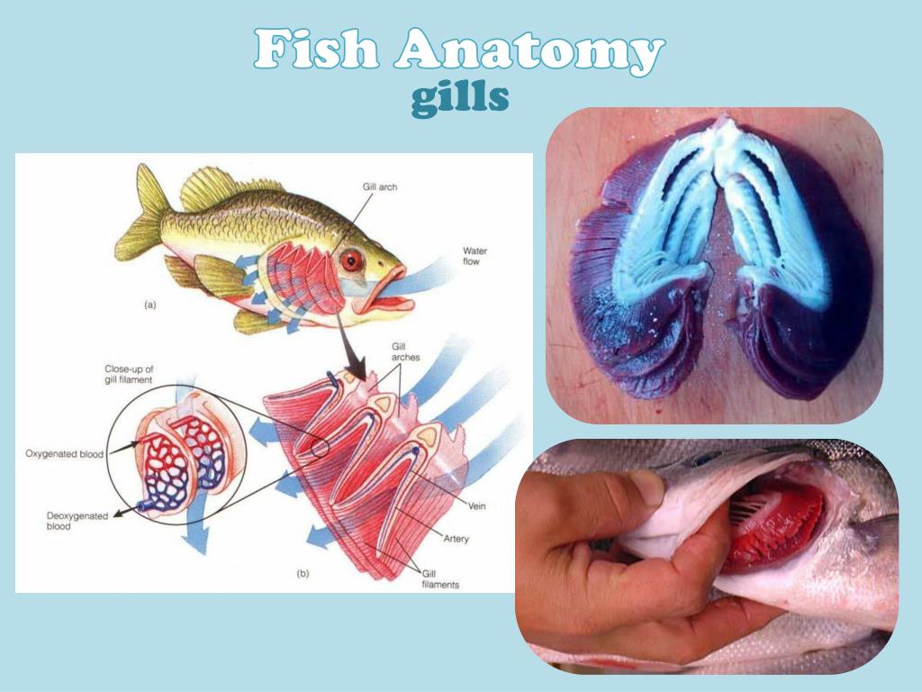 Рыба дышащая легкими. Дыхательная система рыб жабры. Жабры рыбы рисунок. Жабры анатомия рыб.