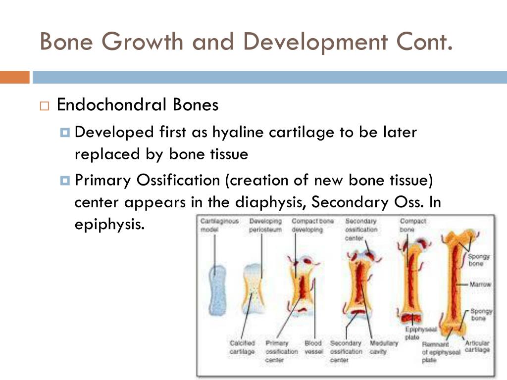 Chapter 7 PowerPoint Presentation free download Biology Diagrams