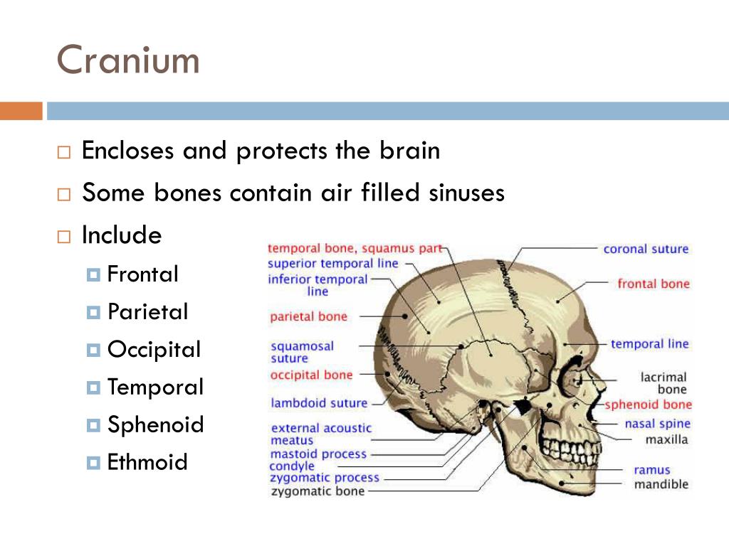 Brain and some. Краниум латынь. Cranium перевод. Cranium Soft. Macandrevia Cranium.