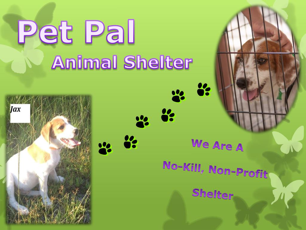 PPT - Pet Pal PowerPoint Presentation, free download - ID:2072666 PPT - Pet Pal PowerPoint Presentation, free download - ID:2072666
