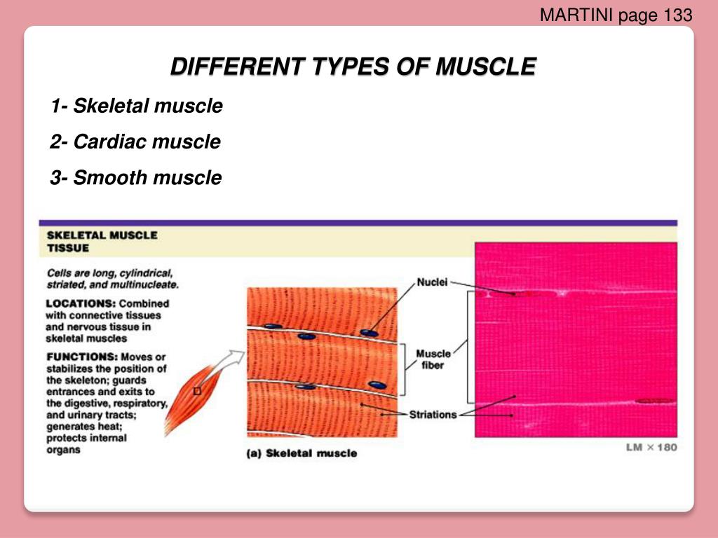 PPT - Body Movements and Muscle Histology PowerPoint Presentation, free ...