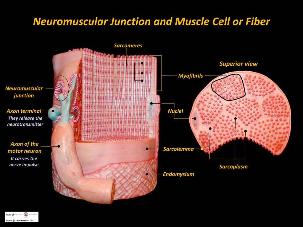 PPT - Body Movements and Muscle Histology PowerPoint Presentation, free