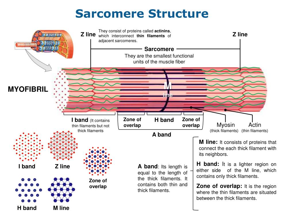 Белки саркомера. Sarcomere structure. Саркомер белки. Саркомер миофибриллы. Вспомогательные белки саркомера.
