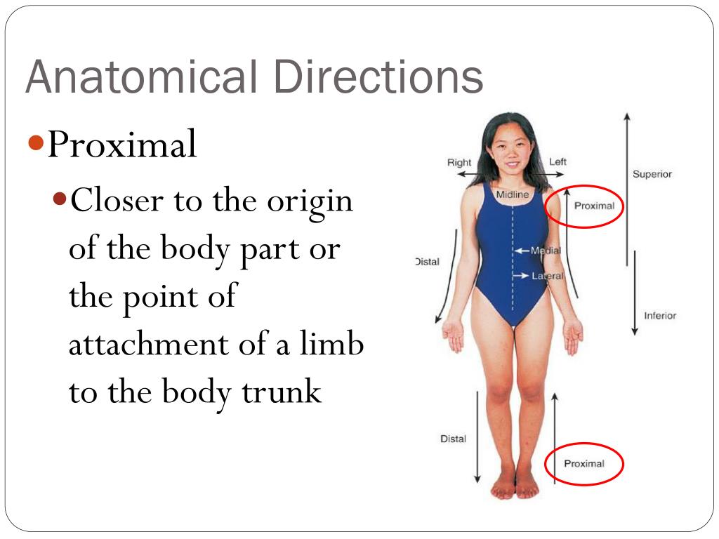 Ppt Anatomical Directions And Movements Powerpoint Presentation Free