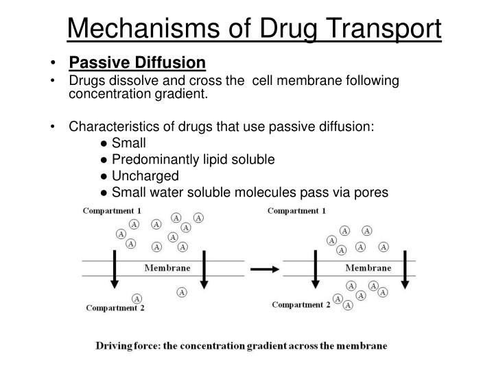 PPT Regulation of Drug Transport, Absorption, Distribution, Excretion