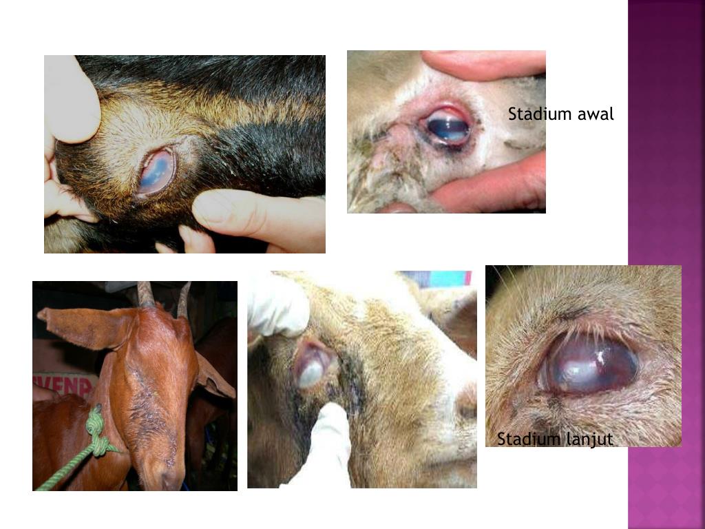 PPT - PINKEYE STREPTOCOCCOSIS STAPHYLOCOCCOSIS PowerPoint ...