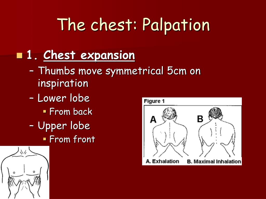 how to palpate chest excursion