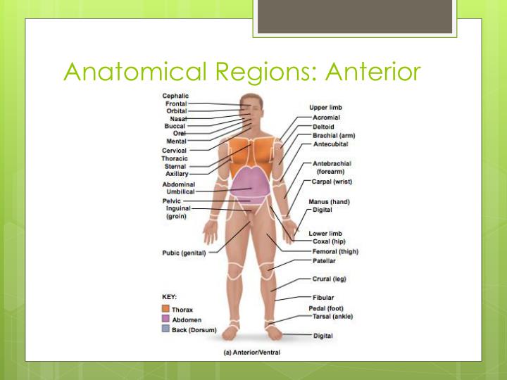 PPT - Anatomical Position, Directions, Regions , Planes, Cavities